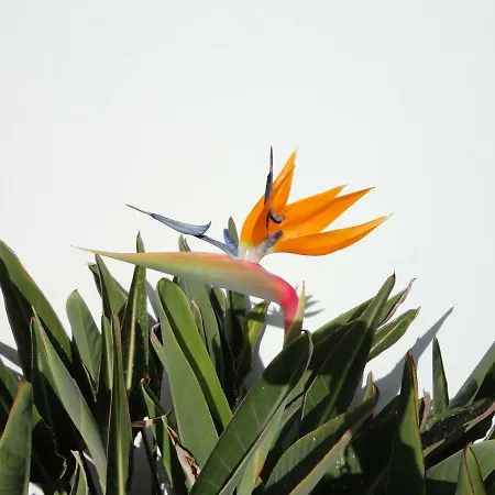 Casa Carino Apartamento Playa Honda (Lanzarote)