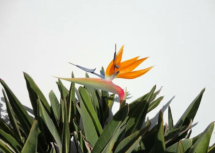 Casa Carino アパート プラヤ・オンダ